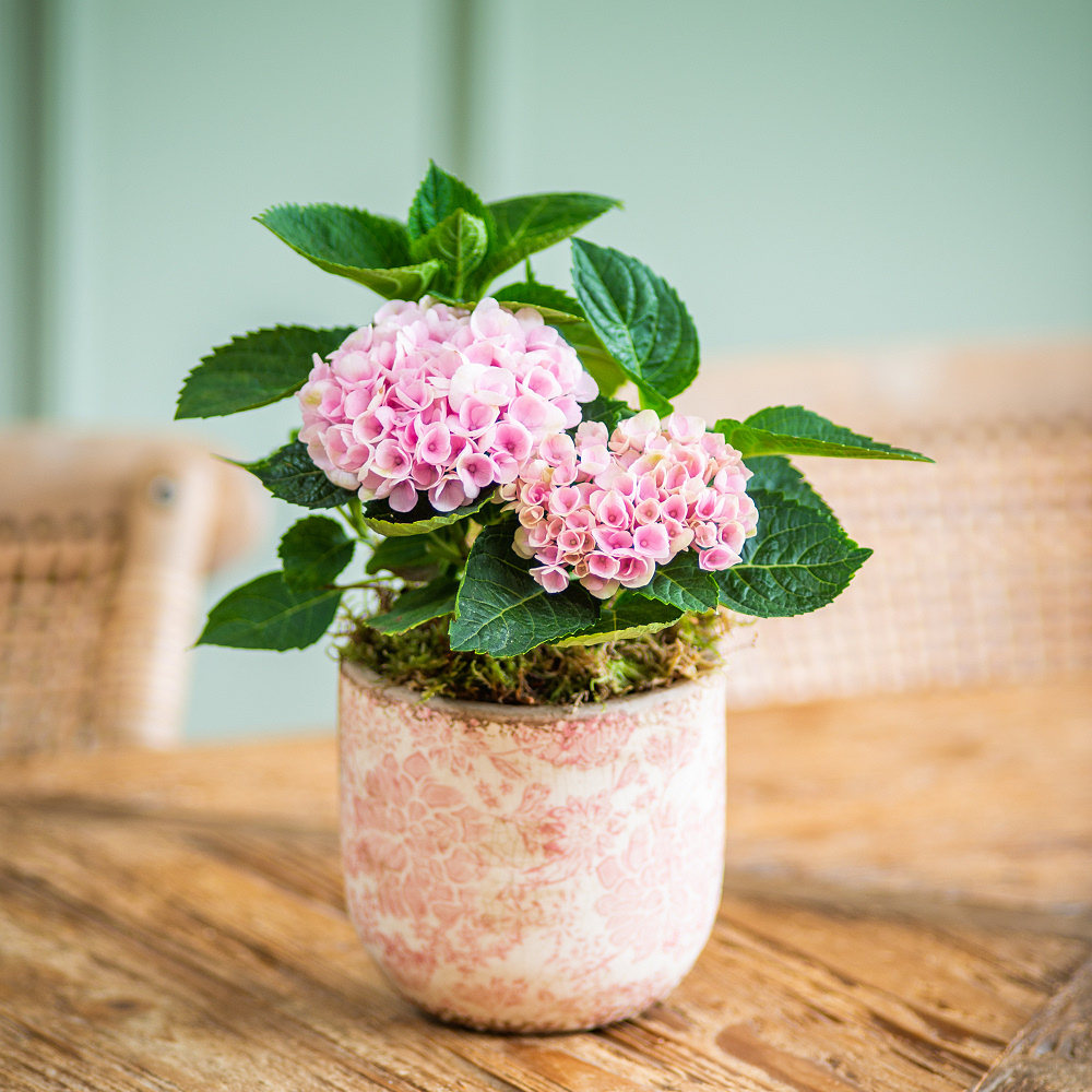 Pink Hydrangea in Ceramic Pot.