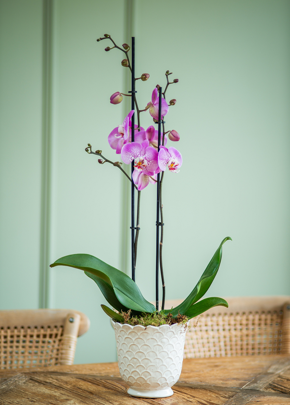 Double Stem Phalaenopsis in Ceramic Pot - Image 2