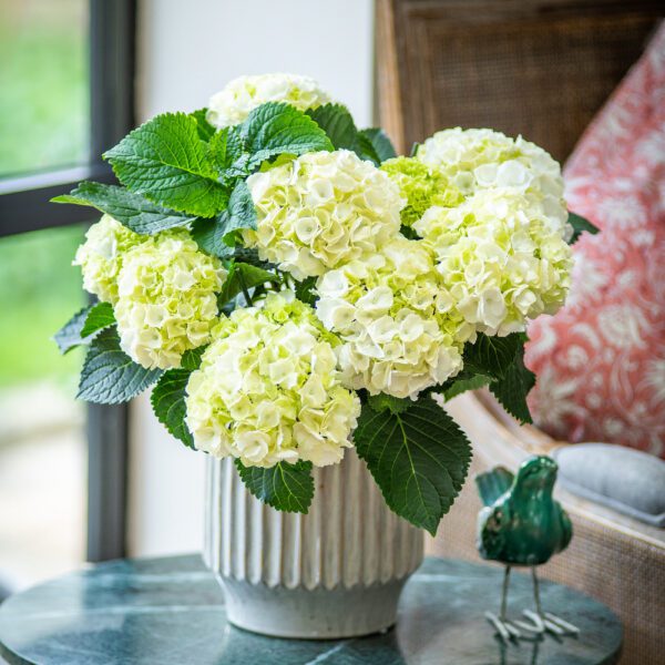 White Hydrangea Pot