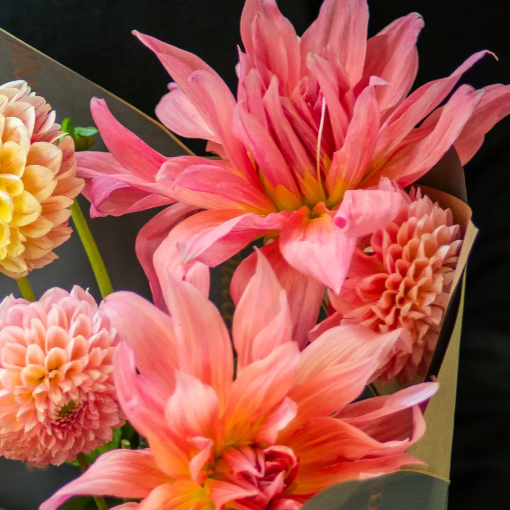 Bunch of Dahlia - Image 3
