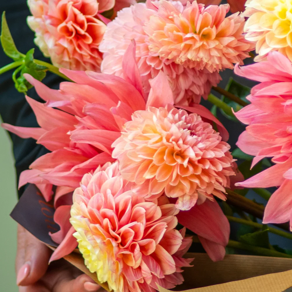 Bunch of Dahlia - Image 4