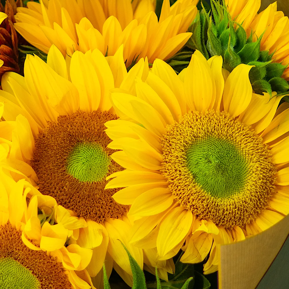 Bunch of Sunflowers - Image 3