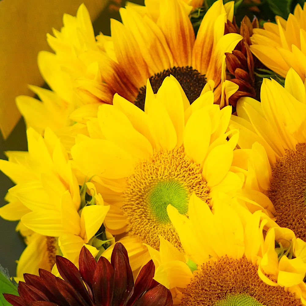 Bunch of Sunflowers - Image 4